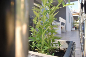 Apartman AS